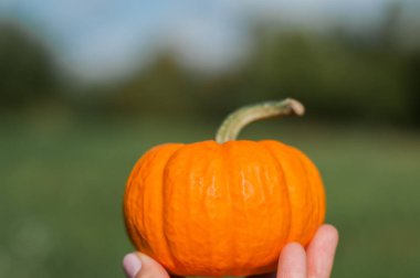 Güneşli bir günde saman ya da saman yığınında portakal Cadılar Bayramı balkabakları, sonbahar gösterisi