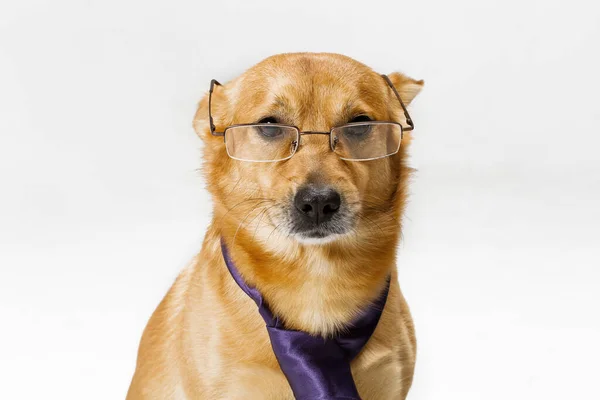 Cão Homem Negócios Gravata Fundo Cinza Lugar Para Texto — Fotografia de Stock