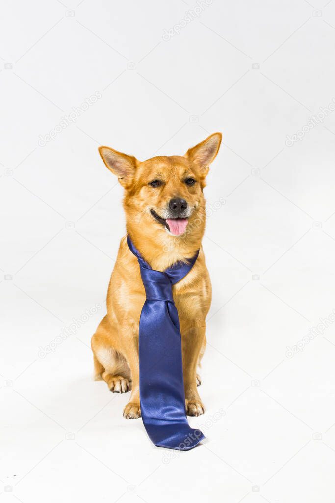 dog businessman in tie on gray background, place for text