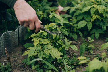 Tohumları bahçeye ekin. Kızın elinde bir helikopter var.