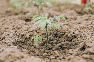 Çiftçi çalılıklarda yetişen yeşil domatesleri elinde tutuyor. Domates fideleri