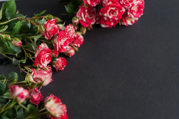 Modaya uygun siyah arka planda pembe bir gül. Metniniz için düzleştirilmiş modaya uygun şablon. Asgari model konsepti.