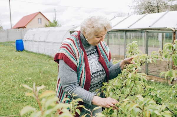 Pasangan Dewasa Senior Memetik Sayuran Dari Kebun Belakang — Stok Foto