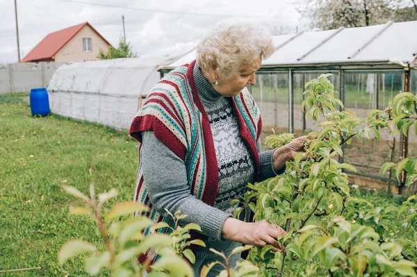 Pasangan Dewasa Senior Memetik Sayuran Dari Kebun Belakang — Stok Foto