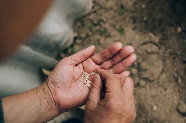 Tangan Memegang Biji Bunga Matahari Lapangan — Stok Foto