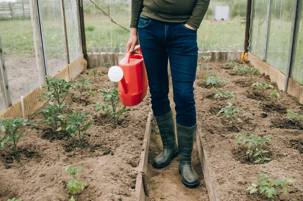 Bertani Berkebun Pertanian Dan Konsep Masyarakat Pria Senior Yang Bahagia — Stok Foto