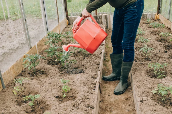 farming, gardening, agriculture and people concept - happy senior man with watering can at farm greenhouse