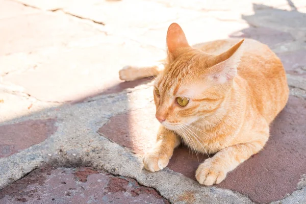 Den Bruna Katten Sitter Ett Cement Golv Det Ett Husdjur — Stockfoto