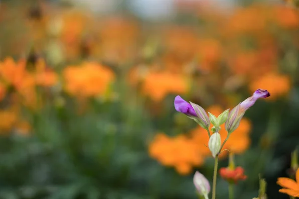 Paarse Bloem Achtergrond Kosmos Oranje Bloemen Textuur Beauty — Stockfoto