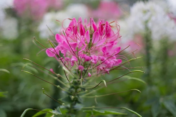 Flor Aranha Rosa Cleome Spinosa Uma Bela Vegetação Natural — Fotografia de Stock