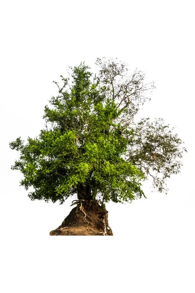 Botaniczny Drzewo Grupy Kopiec Białym Tle — Zdjęcie stockowe