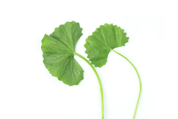 Gotu Kola Ist Gemüse Frisch Isoliert Enthält Viel Vitamin Und — Stockfoto