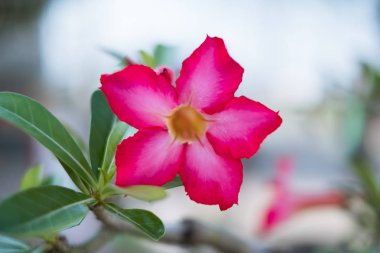 Açelya veya Adenium obsesum bir süs bitki ve çiçek pembe güzel bloom ile alay.