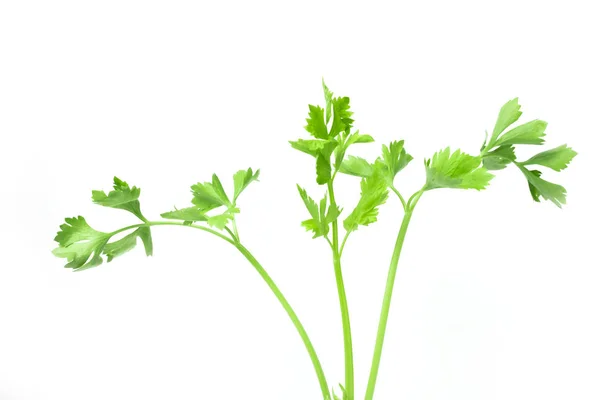 新鲜查出的芹菜或芹菜天竺葵绿色蔬菜是用于烹饪白色背景的香味 — 图库照片