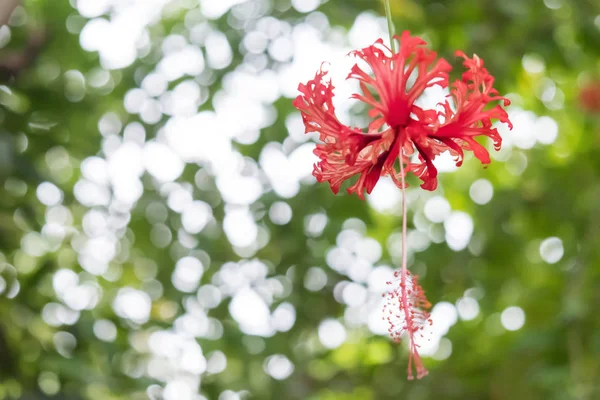 Closeup Saçaklı Hibiscus Veya Japonca Fener Bilimsel Adı Schizopetalus Çiçekler — Stok fotoğraf