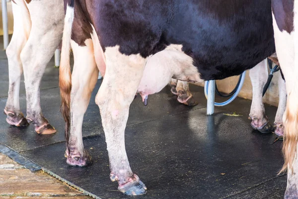 Cow milk factory Cleanse the body Preparing a cow waiting for Milking