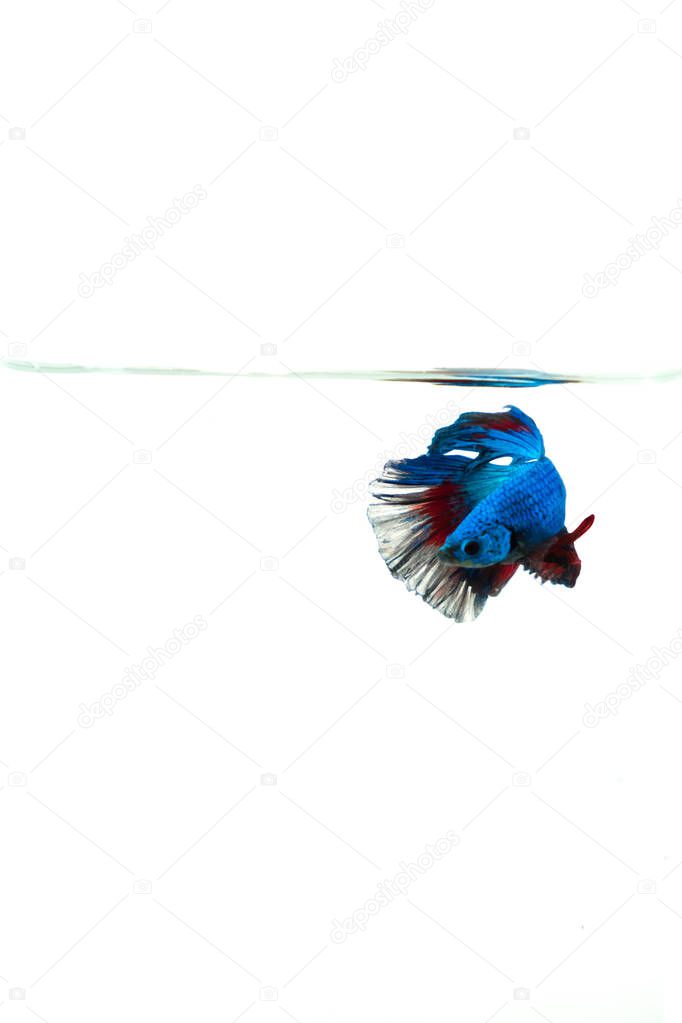 close up siamese  fighting  fish swimming isolated on white background. It is a beautiful fish that has long been famous for Thailand.