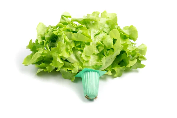 Lettuce Organic Vegetable Isolated White Background Clipping Path — Stock Photo, Image