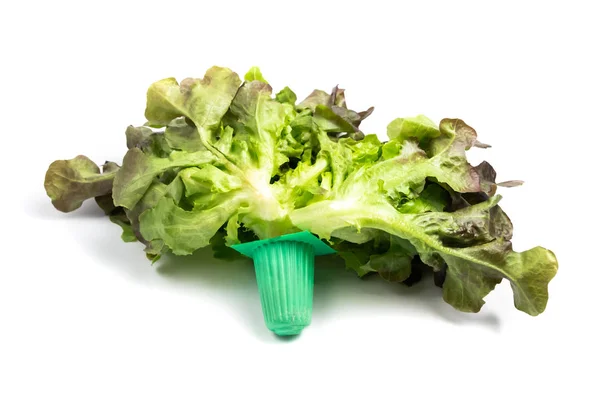 Kopfsalat Bio Gemüse Isoliert Auf Weißem Hintergrund Und Clipping Pfad — Stockfoto