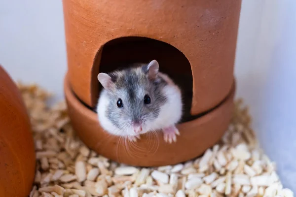 Der Hamster Ist Ein Haustier Der Weißen Rasse Des Winters — Stockfoto