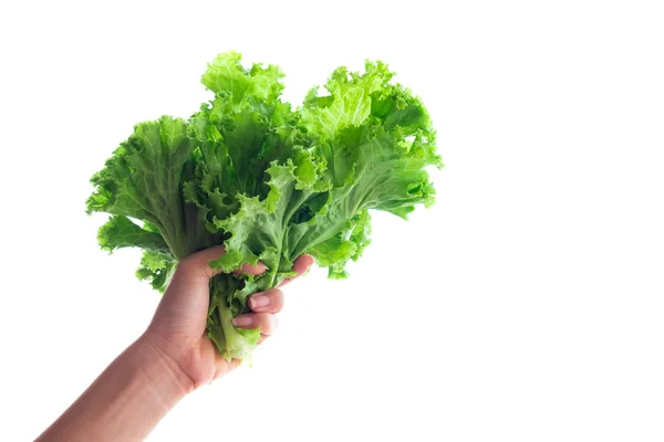 Lettuce Handful People Food Drink Isolated White Background Clipping Path — Stock Photo, Image