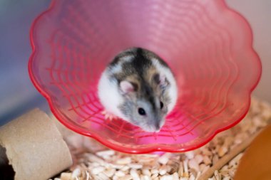 Hamster, Beyaz Kış 'ın evcil hayvanıdır. Hayvanseverlerin evcil hayvanı..