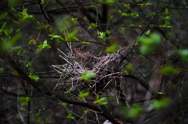 Casa Aves Bosque — Foto de Stock