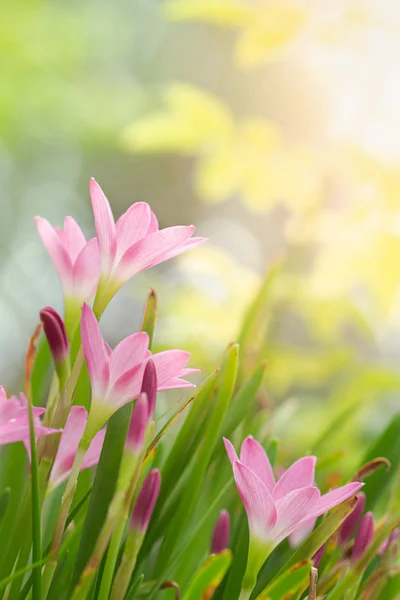 Fairy Lily, Rain Lily, eller Zephyr blomma i sommarträdgården. — Stockfoto