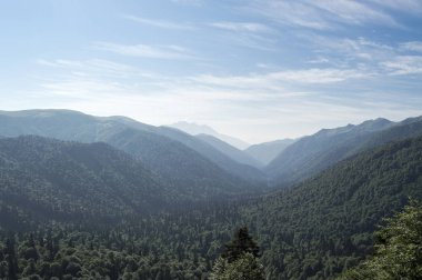 mavi gökyüzüne karşı iğne yapraklı orman kaplı dağlar