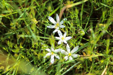 beyaz çiçekler çok güzel