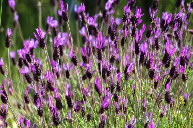  mor çiçekler çok güzel