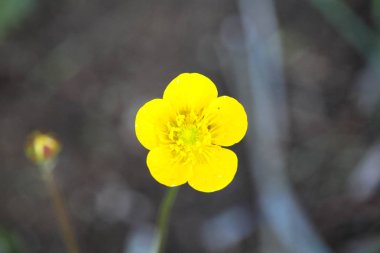  sarı çiçek çok güzel