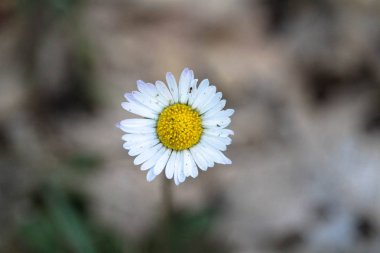 beyaz çiçek çok güzel