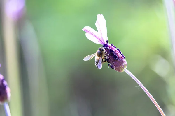 bee works on the flower collecting pollen