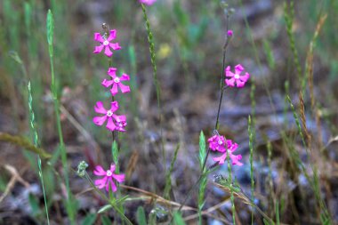 mor çiçekler çok güzel