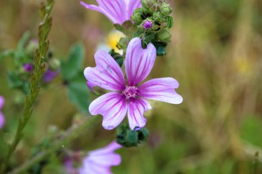 Mor çiçek çok güzel