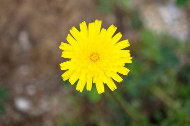 sarı çiçek çok güzel