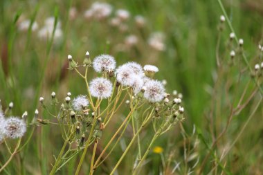 güzel vahşi karahindiba ve campero