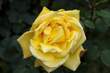 sarı çiçek çok güzel