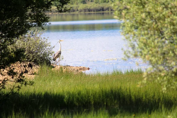 Güzel vinç Ethe Lake 'e bakıyor.