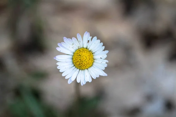 Zeer Mooie Witte Gele Bloem — Stockfoto