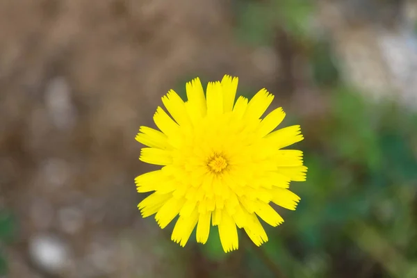 Flor Amarilla Muy Hermosa —  Fotos de Stock