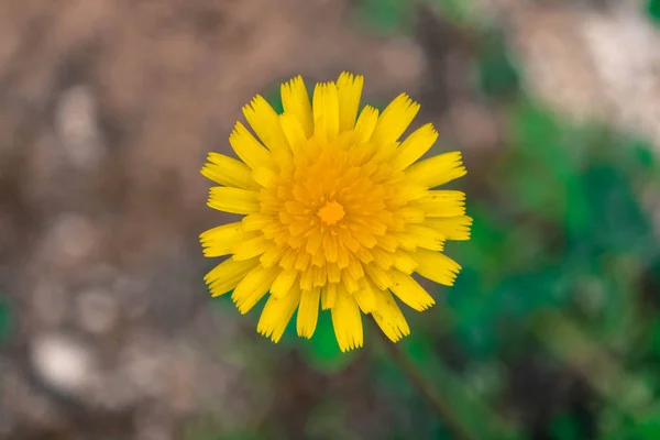 Gul Blomst Veldig Vakker – stockfoto