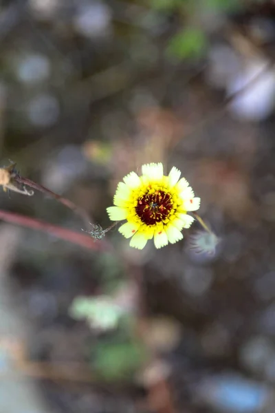Желтый Цветок Красивый — стоковое фото