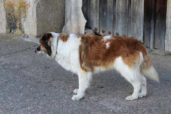 悲しい老犬美しい — ストック写真