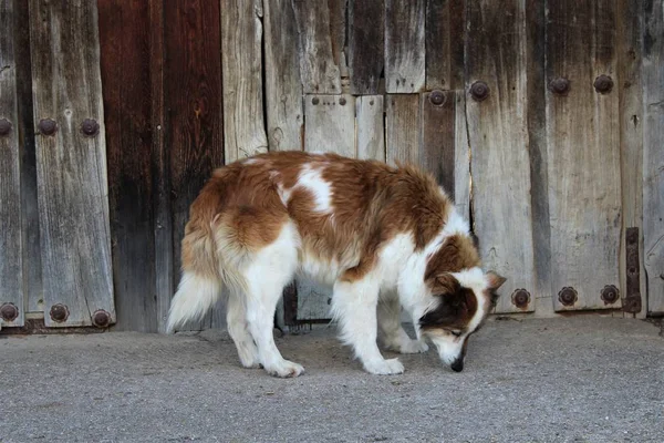 悲しい老犬美しい — ストック写真