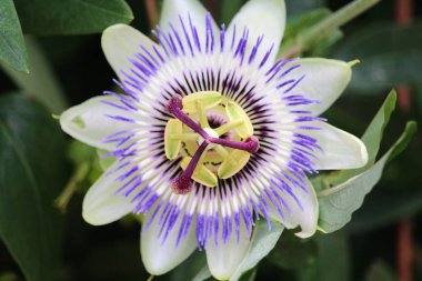 garip ve nadir tropikal çiçek çok güzel ve büyük