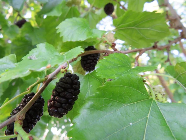 Blackberry Den Gren Som Väntar Att Plockas — Stockfoto