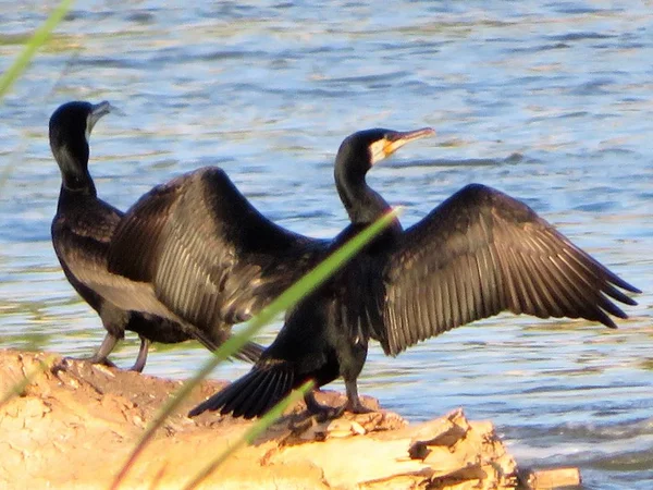 Dormir Noir Sécher Les Ailes Soleil — Photo