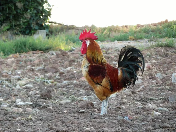 Onun tavuk arama şafak horoz ötüşü